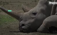 Найин и Фату са двата последни северни бели носорога на