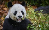 Китай изпраща нови панди на Франция след срещата Макрон-Си