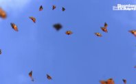Един от най забележителните мексикански видове пеперудата монарх загуби един от