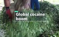 Всяка година се произвеждат около 2000 тона кокаин Това е