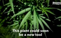 Това растение скоро може да се превърне в нов инструмент