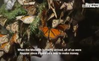 Когато пеперудата монарх се появи тя ни донесе източник на