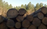 Критиците твърдят че екологичните ползи от масивна дървесина са преувеличени