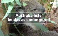 Има три основни причини коалите да бъдат обявени за застрашени Болести
