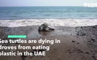 Много костенурки умират след като са погълнали пластмасови и други