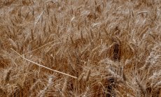 С всеки един градус повишаване на температурите губим 6% добив от зимната пшеница