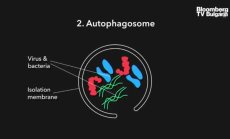 Как гладуването подобрява здравето и продължителността на живота, част 4