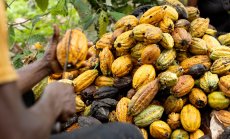 По света няма достатъчно какао, което да компенсира кризата в Западна Африка