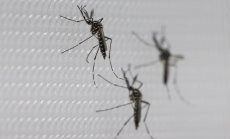 Маями се превръща в епицентър за треската денга в САЩ