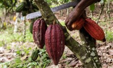 Рекордните цени подхранват контрабандата на какао в Западна Африка