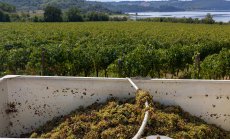 В очакване на митата: Българското вино няма подкрепа и трудно пробива в чужбина