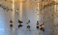 По тънкия лед на фискалните правила в Бюджет 2022