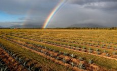 Глобалният недостиг на земя рискува да предизвика конфликти, твърди Chatham House