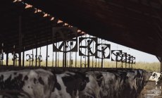 Кравите дават все по-малко мляко заради топлинния стрес