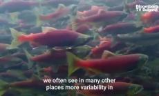 Защита на хабитата на дивата сьомга в Аляска, част 3