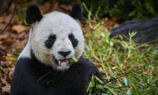 Китай изпраща нови панди на Франция след срещата Макрон-Си