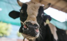 AI може да промени бъдещето на киселото мляко и да преобърне съдбата на Danone