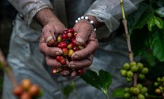 Забавянето в ЕС срива плановете на големите търговци за устойчивите култури