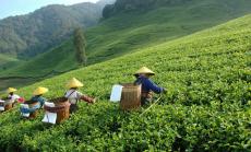 Производството на чай достига нов рекорд