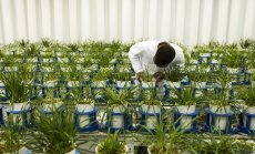 ЕС иска да облекчи ГМО правилата, за да помогне на фермерите в борбата с климата