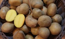 Климатичните промени слагат край и на епохата на евтините картофи