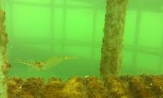 Технологични иновации в морския свят