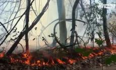 Кое крепи Болсонаро, част 2