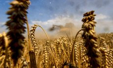 Пшеницата поевтинява до девет месечно дъно, тъй като се очаква добра реколта