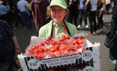 Огромният обем на ягодовите реколти трябва да ни плаши