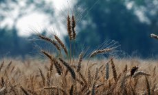 Намаляването на апетита на Китай към зърното е опасност за световния пазар