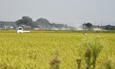 Оризът може да изхрани света - дори с по-малко фермери