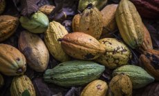 Българска компания внася какаови зърна от Еквадор, за да създава био шоколад