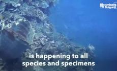 Възстановяването на Големия бариерен риф е застрашено