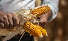 Царевицата скочи над десетгодишния си връх заради войната