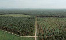 Цените на палмовото масло се покачват, заради криза с остаряващи дървета в Азия