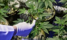 Тайланд върви към разрешаване на употребата на марихуана за развлечение