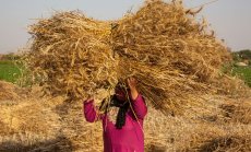 Буйните житни полета в цяла Европа държат под контрол разходите за храна