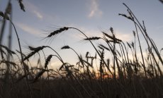 Игри на глада: Заплахата от продоволствена криза е най-мощното оръжие на Русия 