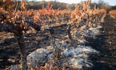 Винарските региони на Европа ще са следващите жертви на по-горещия климат
