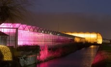 Нидерландия рязко ще намали продукцията си от оранжериите заради скъпата енергия