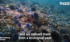 Икономика на морските таралежи