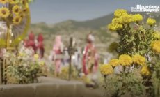 Картелите на авокадо ли убиха пеперудата-монарх, част 5