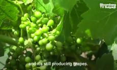 Австралийските вина: Наказателният пример на Китай