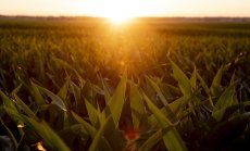 Цената на царевицата се покачи до „митичните“ $8 заради войната и лошото време