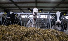 Защо компаниите не използват едно бързо решение за емисиите на метан от крави?