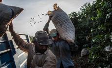 Светът е изправен пред недостиг на кафе 