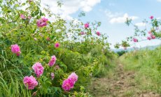 България изнася етерични масла за около $200 млн. годишно