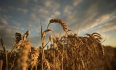 Пшеницата на международните борси се търгува на 5-годишен връх