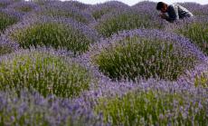 Продажбите на лавандула нарастват в условията на пандемия