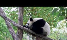 Животни правят Франция все по-енергийноефективна